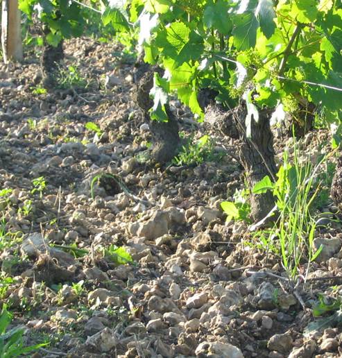 Flint clay soil at Domaine des Roy