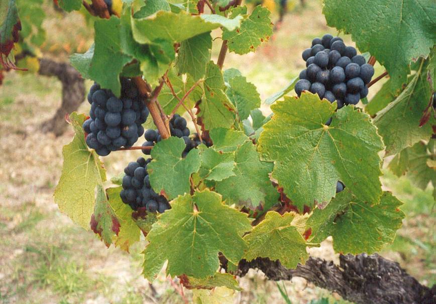 Ripe red grape bunches