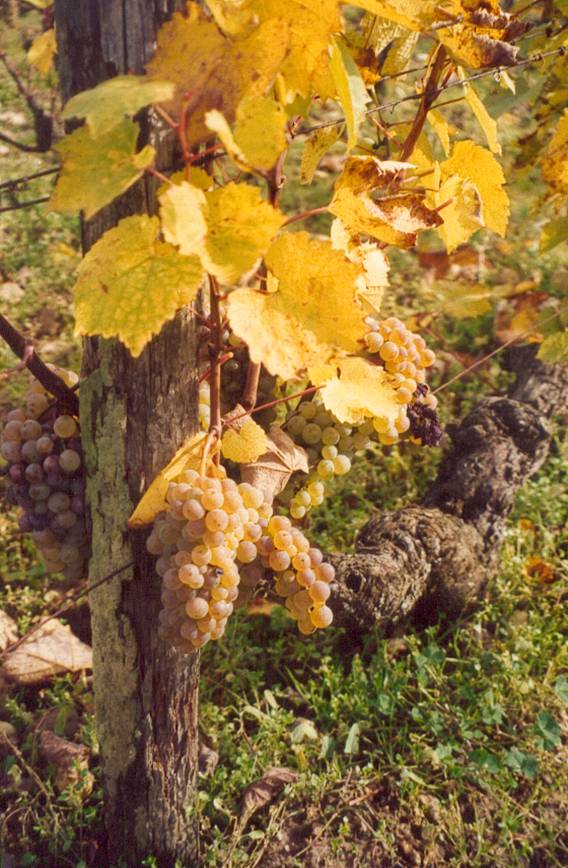 Ripe white grape bunches