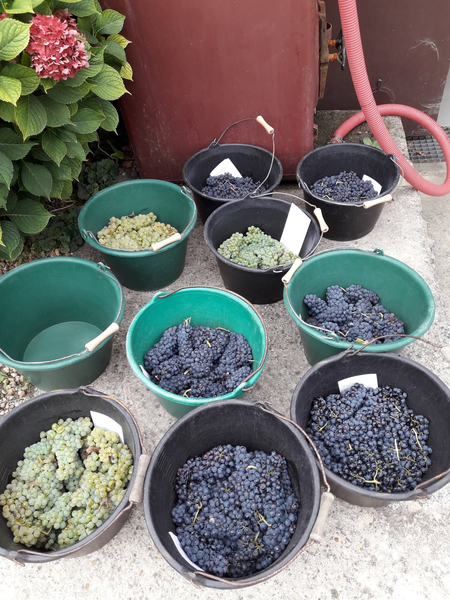 Dégustation des raisins